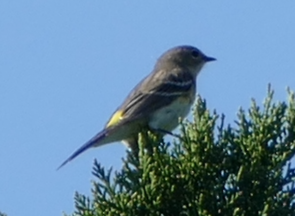 Yellow-rumped Warbler (Myrtle) - ML632225133