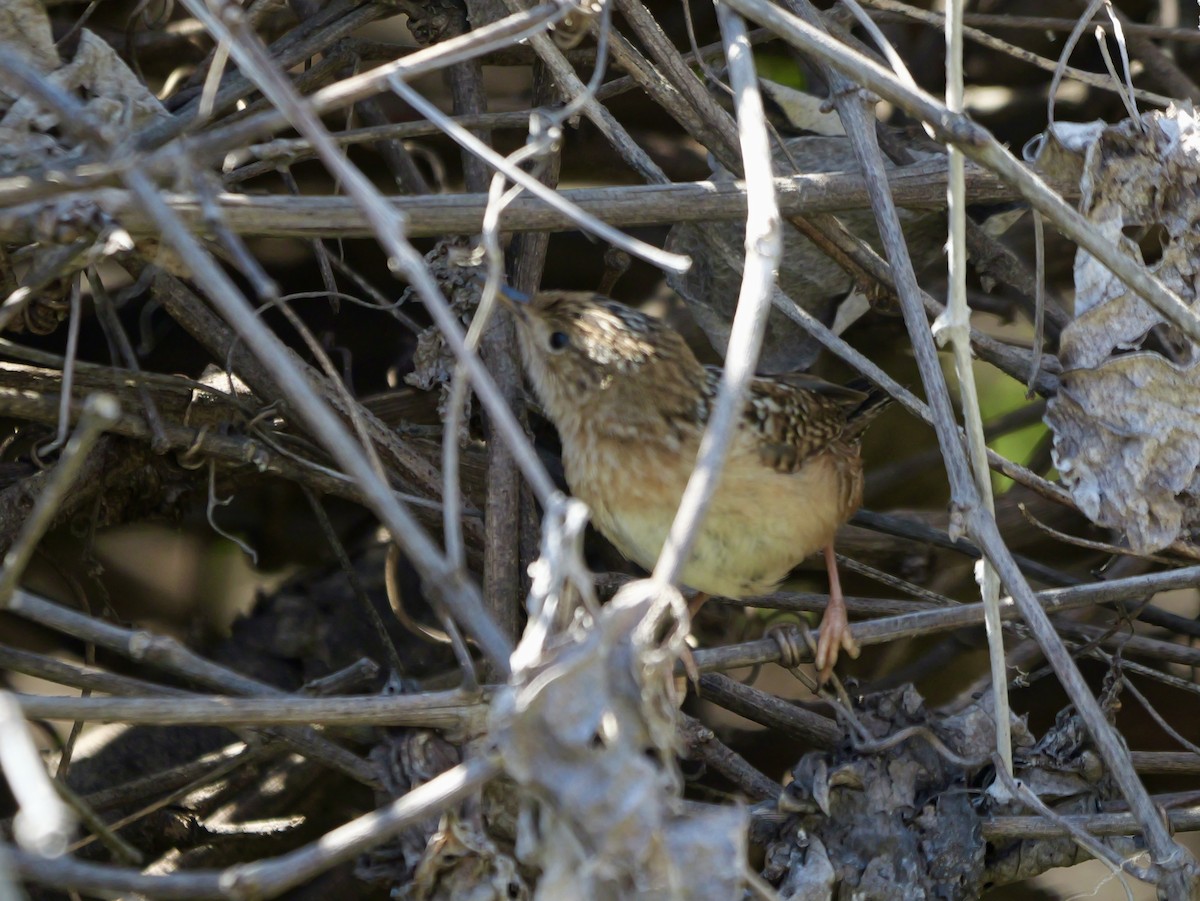 Sedge Wren - ML632225139