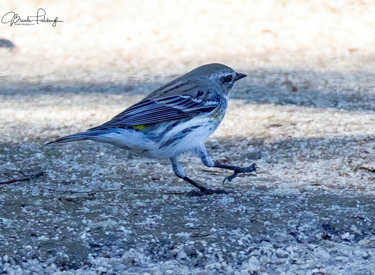 Yellow-rumped Warbler - ML632225220