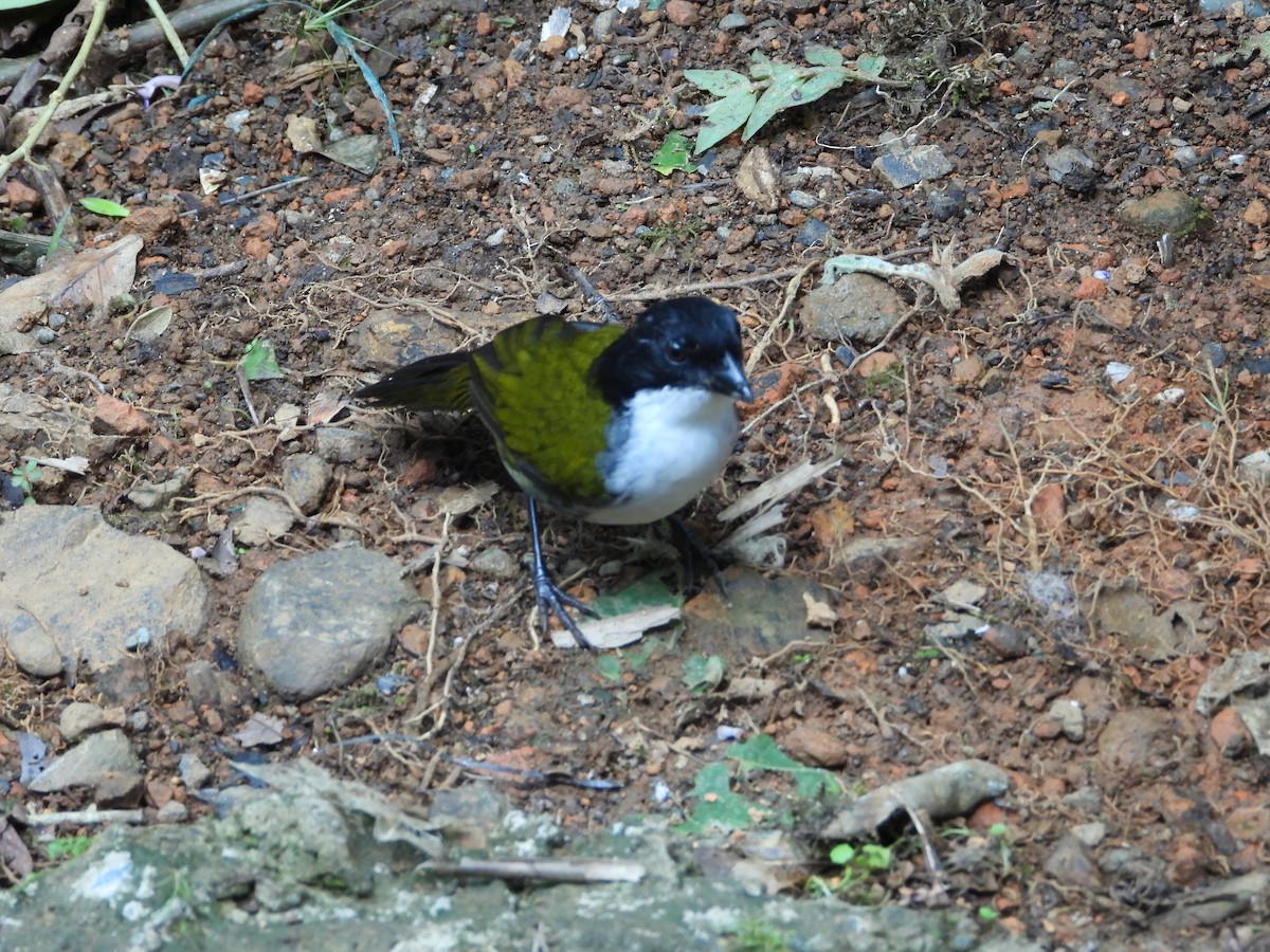 Black-headed Brushfinch - ML632225259