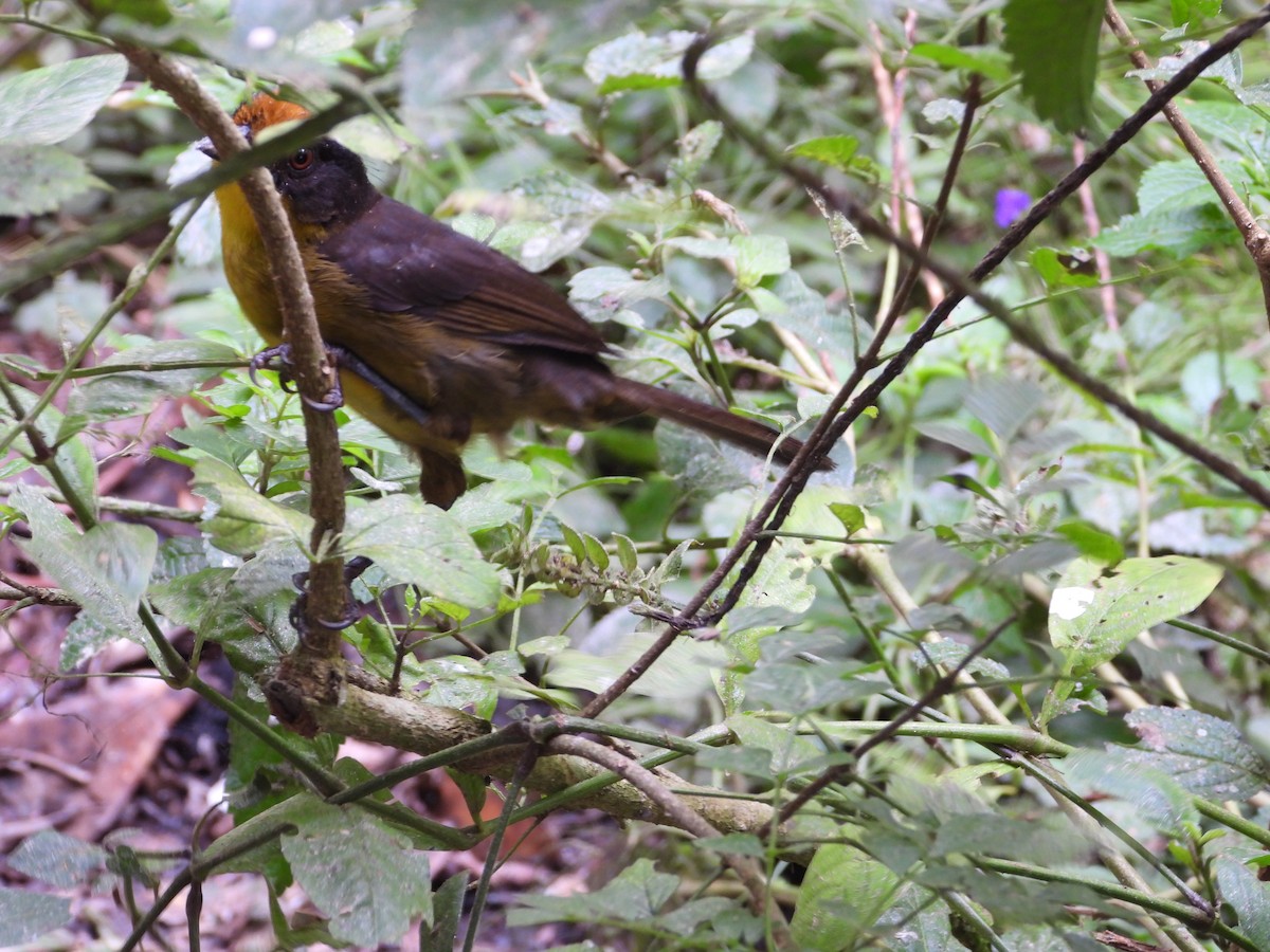 Choco Brushfinch - ML632225281