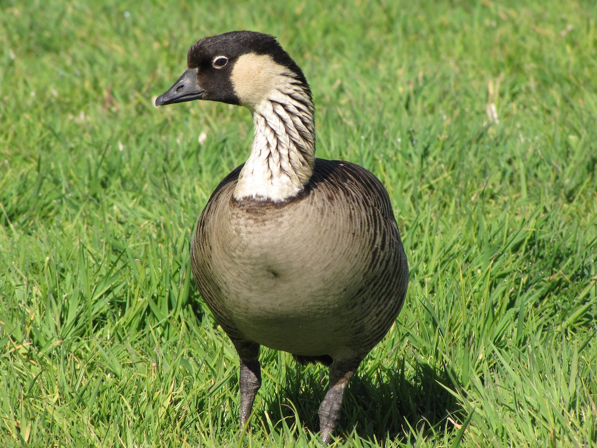 Hawaiian Goose - ML632225311