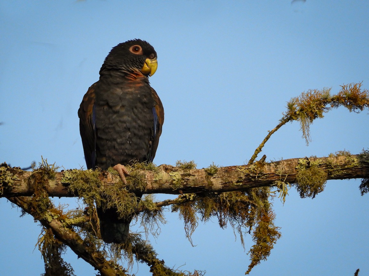 Bronze-winged Parrot - ML632225400