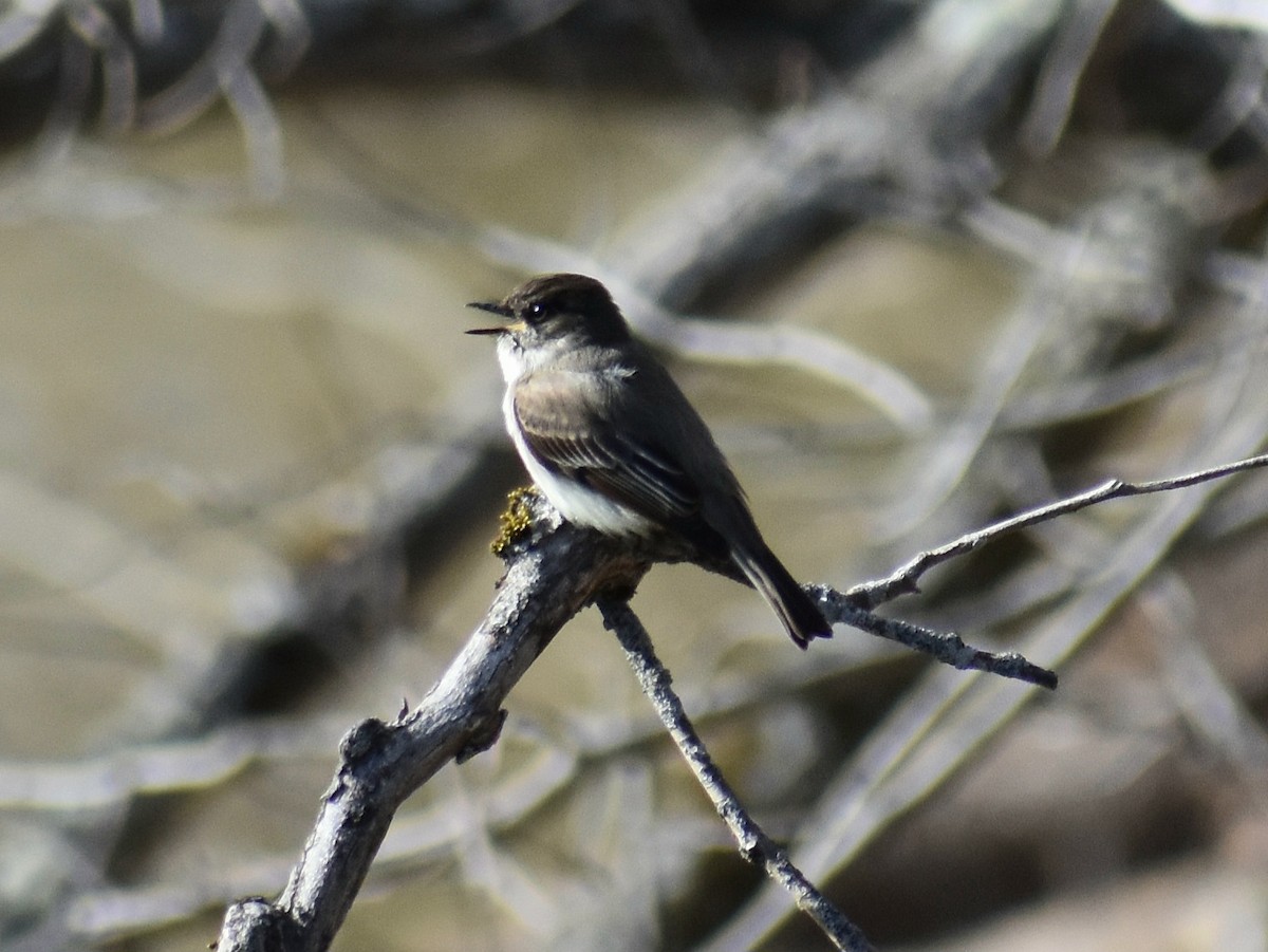 Eastern Phoebe - ML632225567