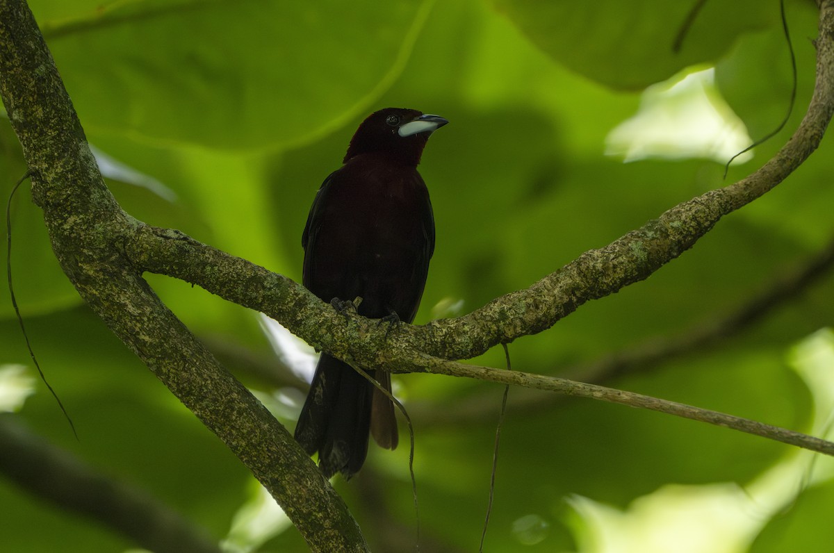 Silver-beaked Tanager - ML632225629