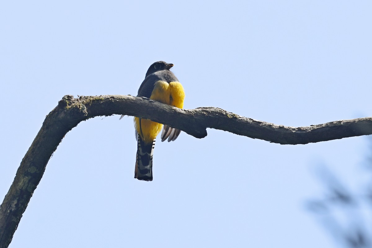 monokkeltrogon - ML632225767