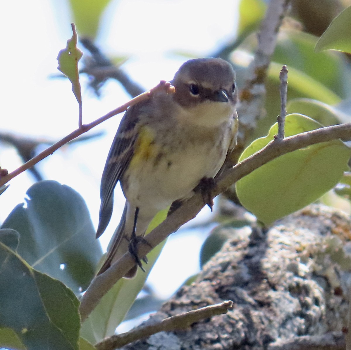 Yellow-rumped Warbler - ML632225775
