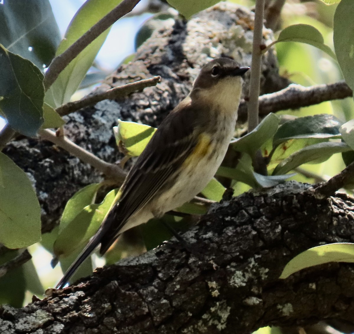 Yellow-rumped Warbler - ML632225776