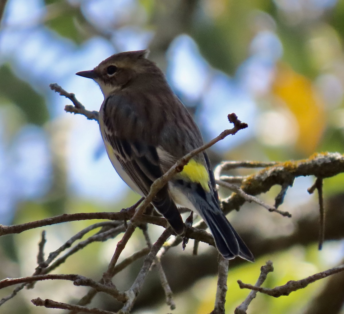 Yellow-rumped Warbler - ML632225778