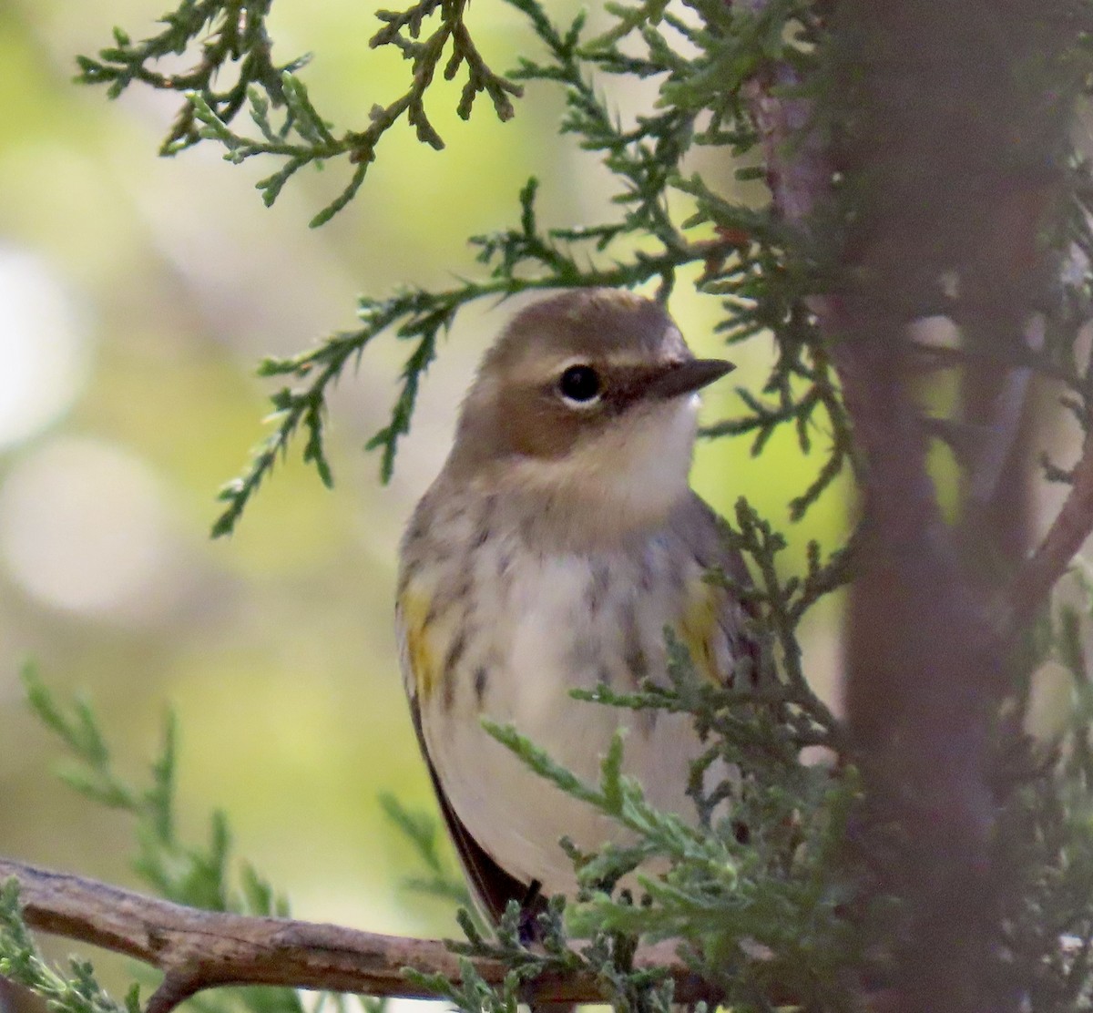 Yellow-rumped Warbler - ML632225779
