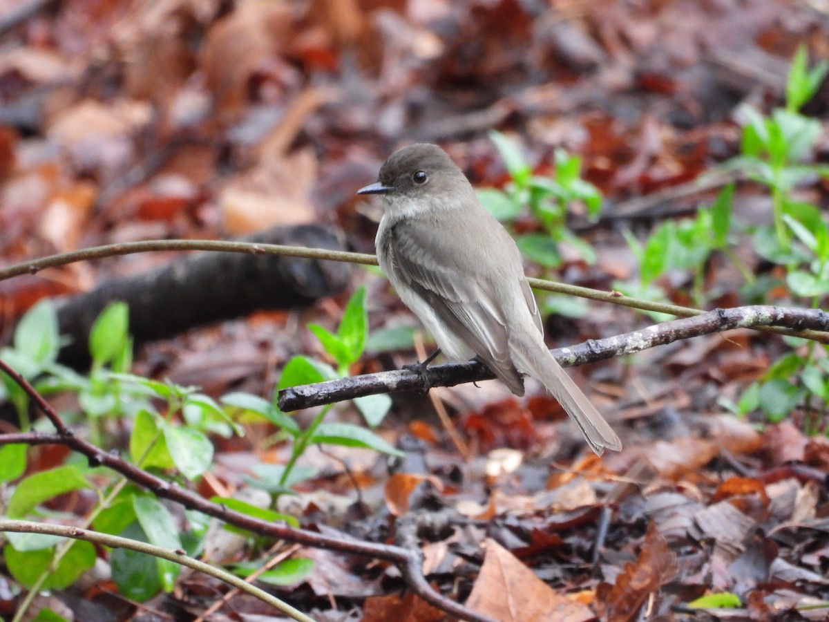 Eastern Phoebe - ML632225780