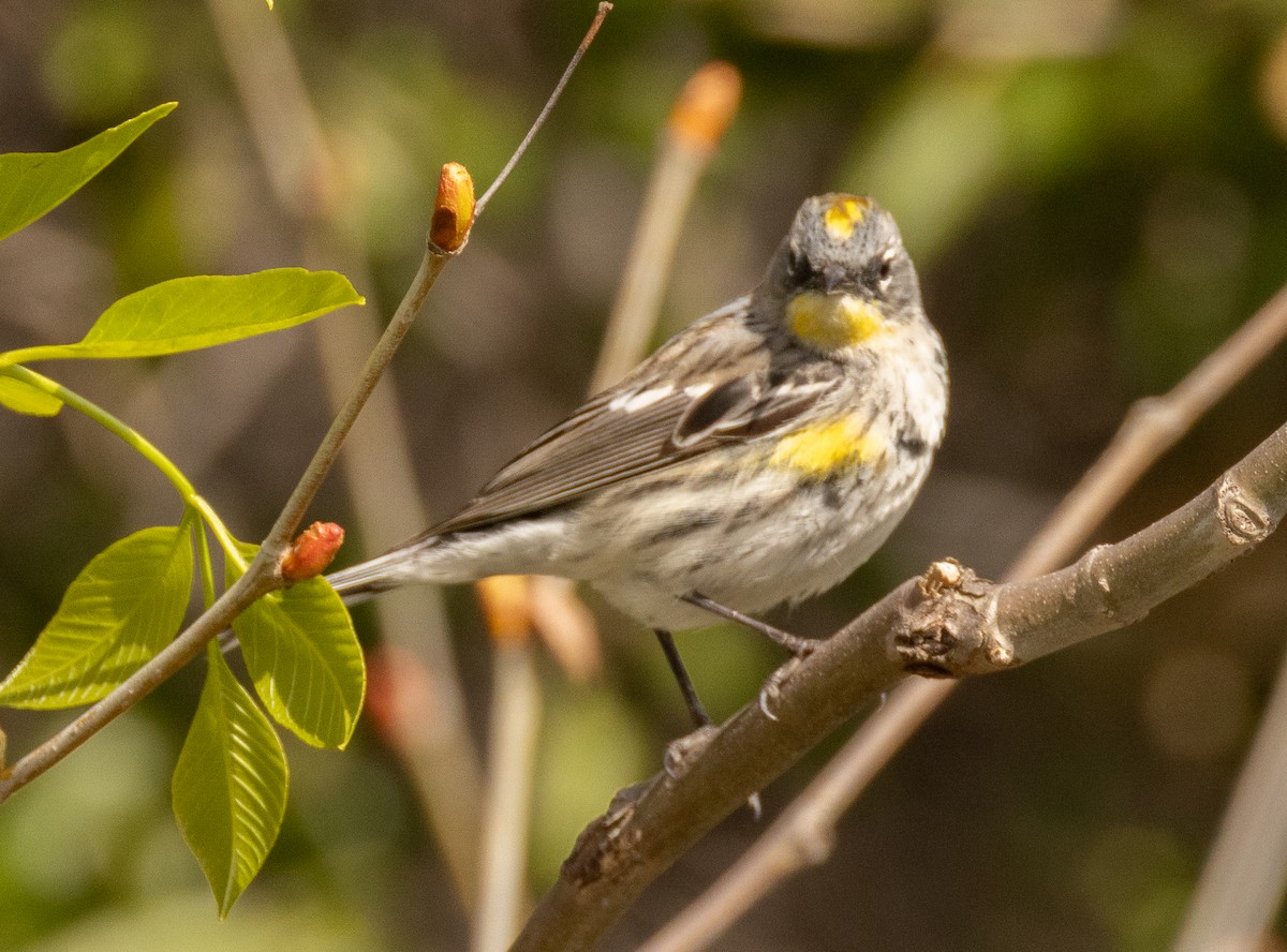 Yellow-rumped Warbler - ML632225824