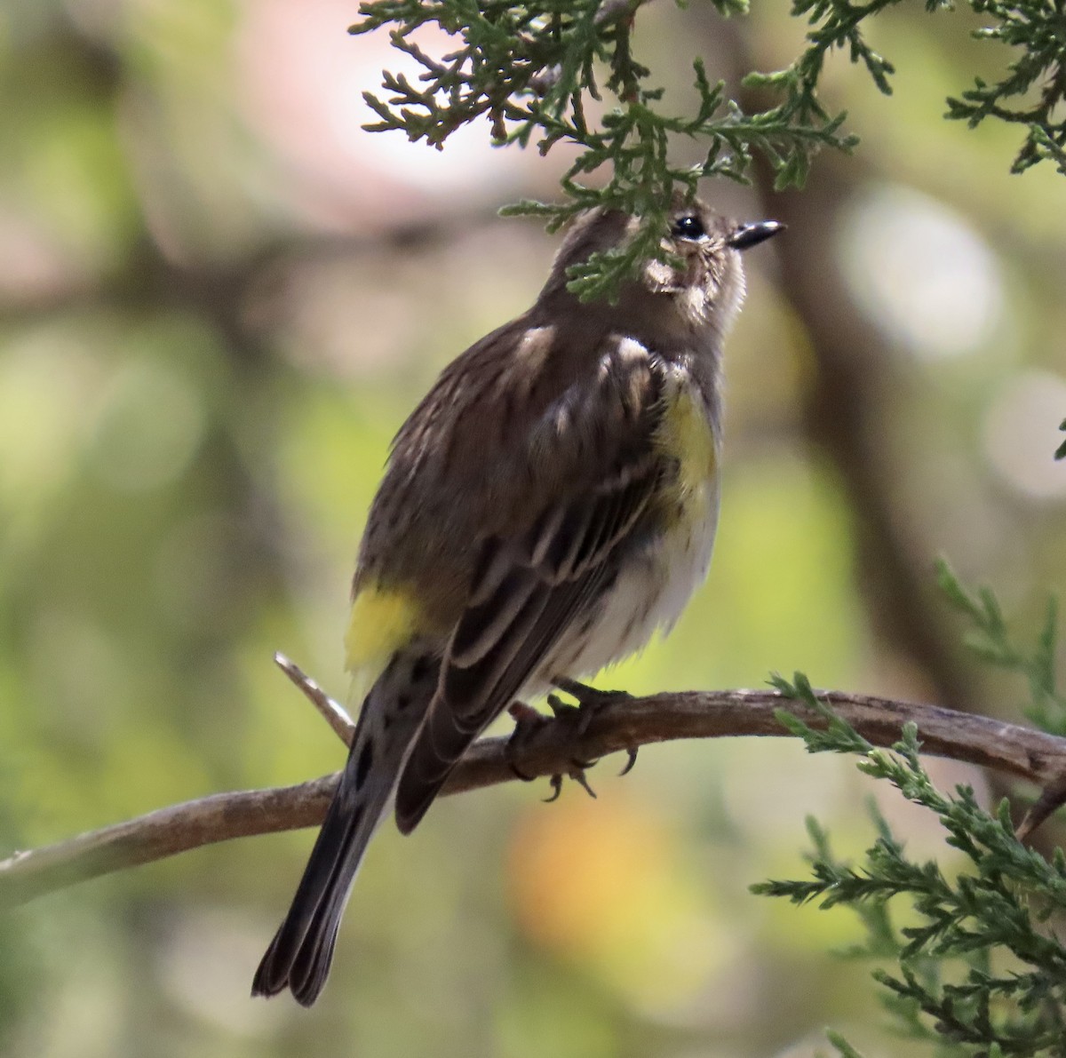 Yellow-rumped Warbler - ML632225830