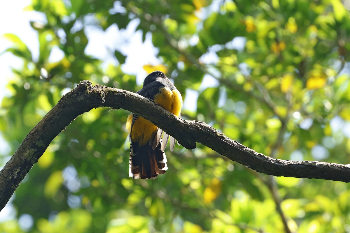 monokkeltrogon - ML632225833