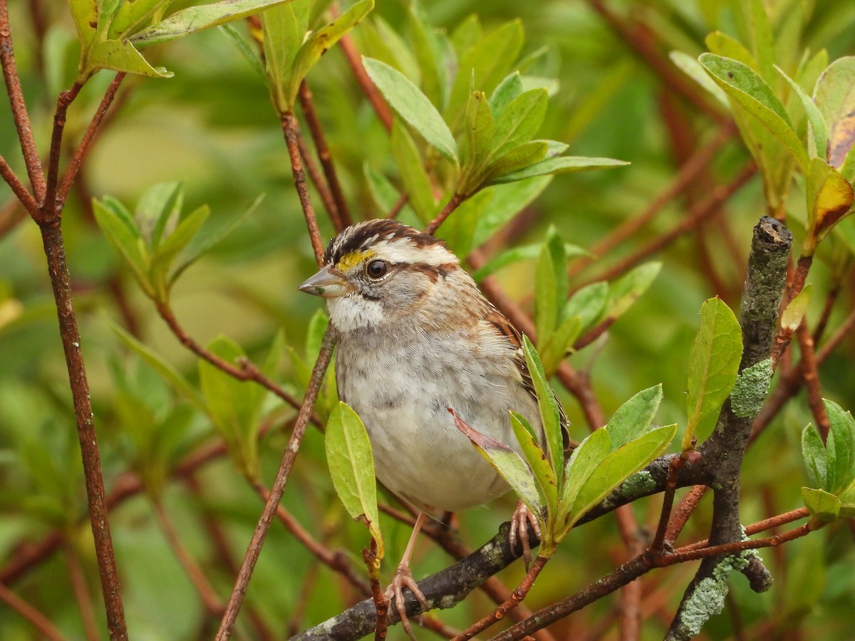 White-throated Sparrow - ML632225853