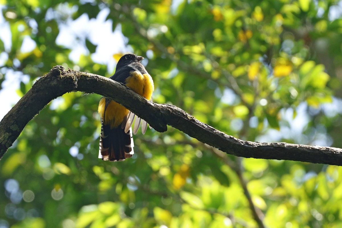 monokkeltrogon - ML632225871