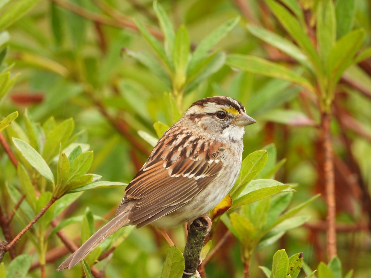 White-throated Sparrow - ML632225872