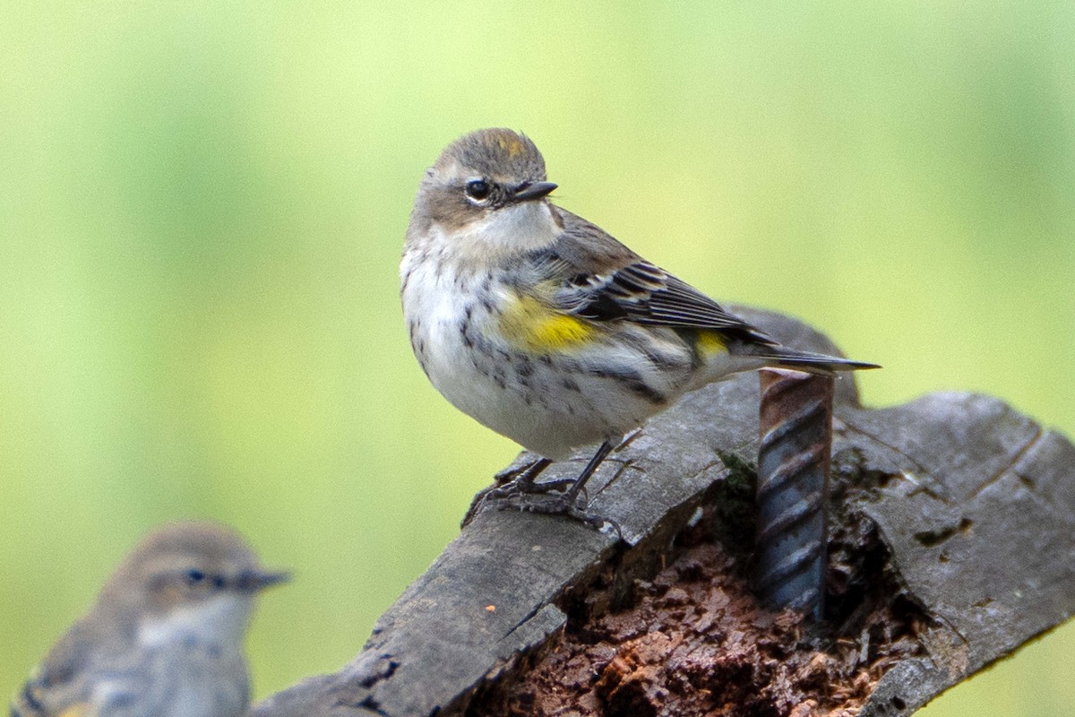 Yellow-rumped Warbler (Myrtle) - ML632225919