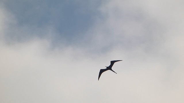 Magnificent Frigatebird - ML632225952