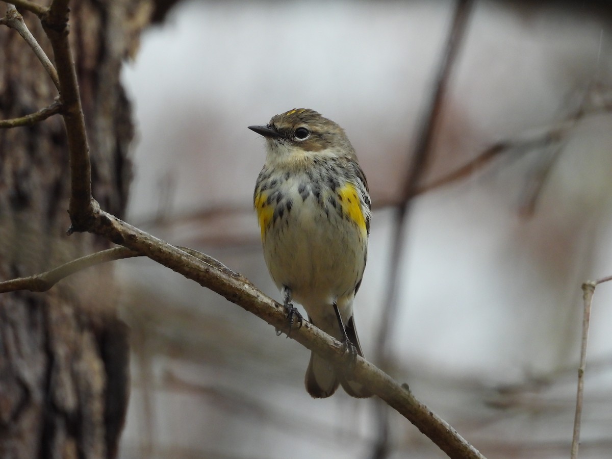 Yellow-rumped Warbler - ML632225964