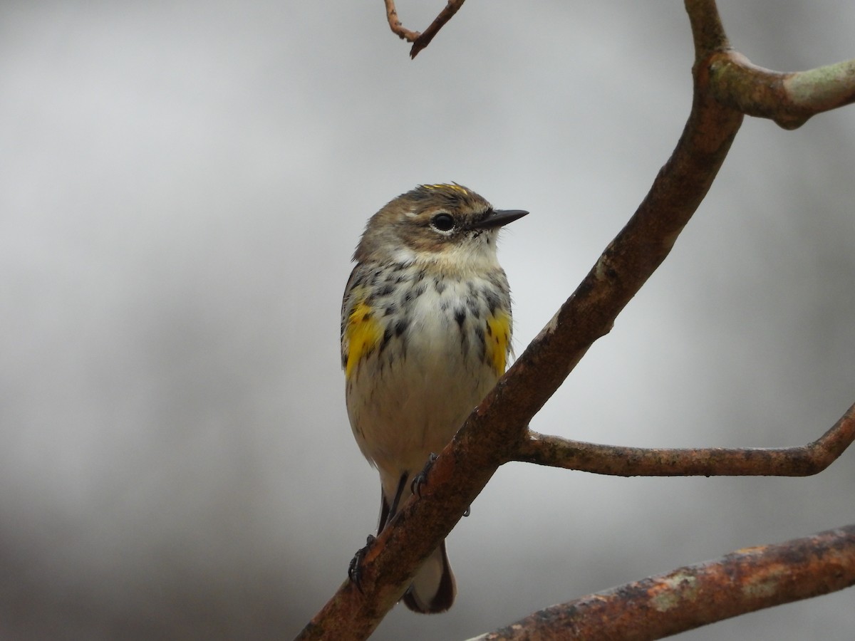 Yellow-rumped Warbler - ML632226000