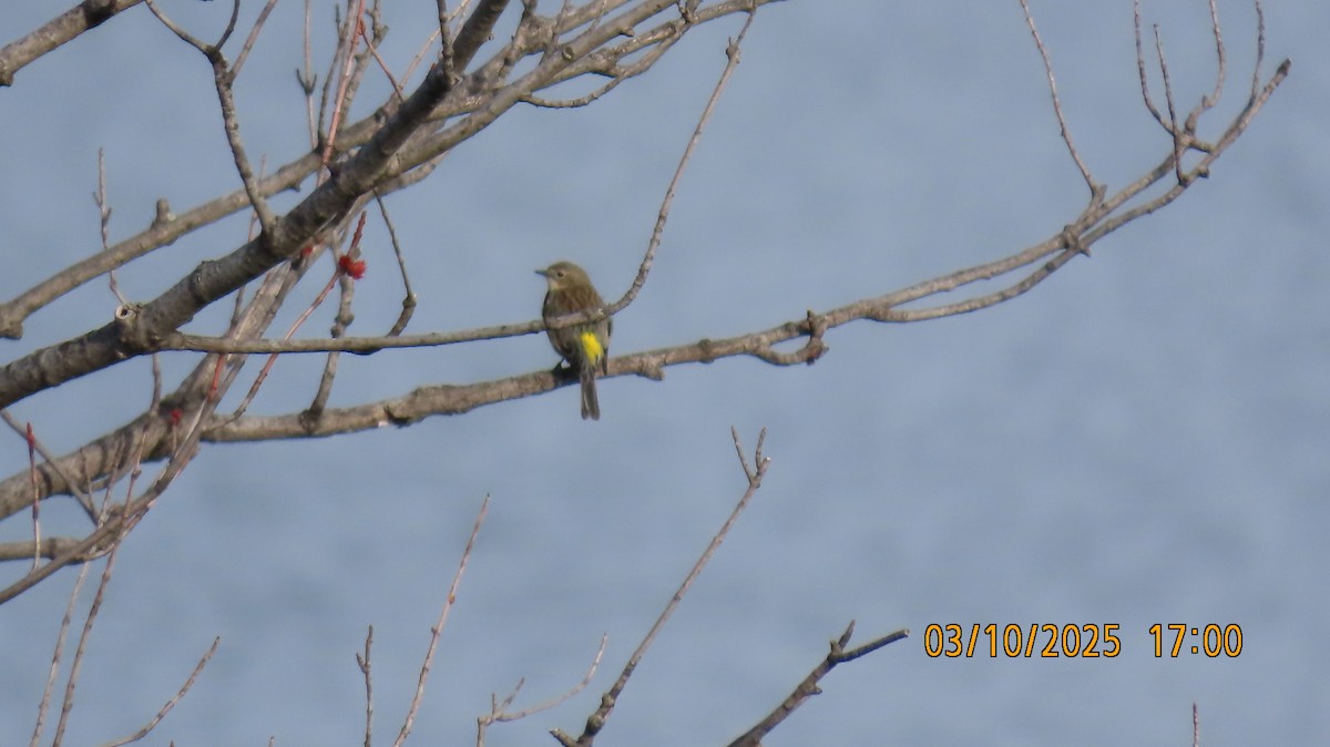 Yellow-rumped Warbler - ML632226021