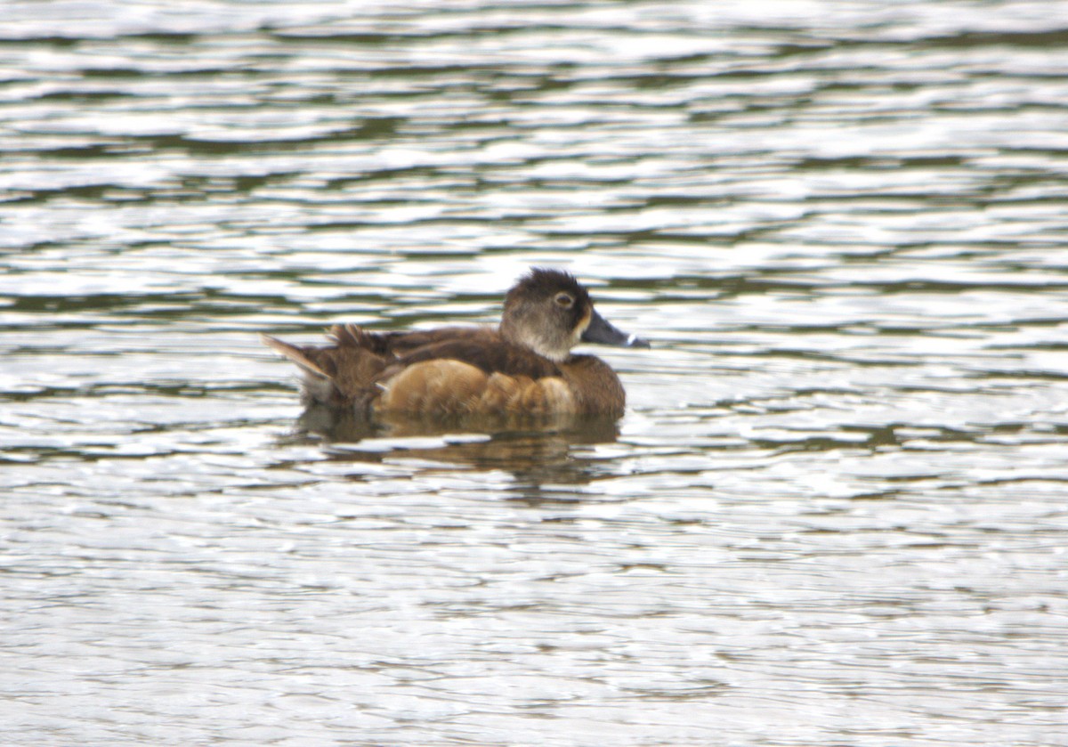 Ring-necked Duck - ML632226029