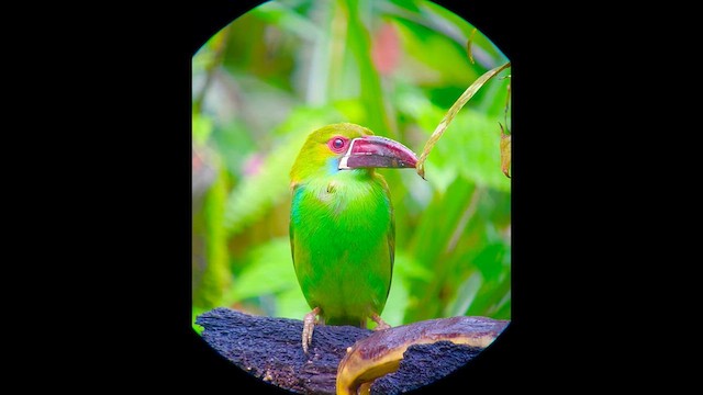 Crimson-rumped Toucanet - ML632226051