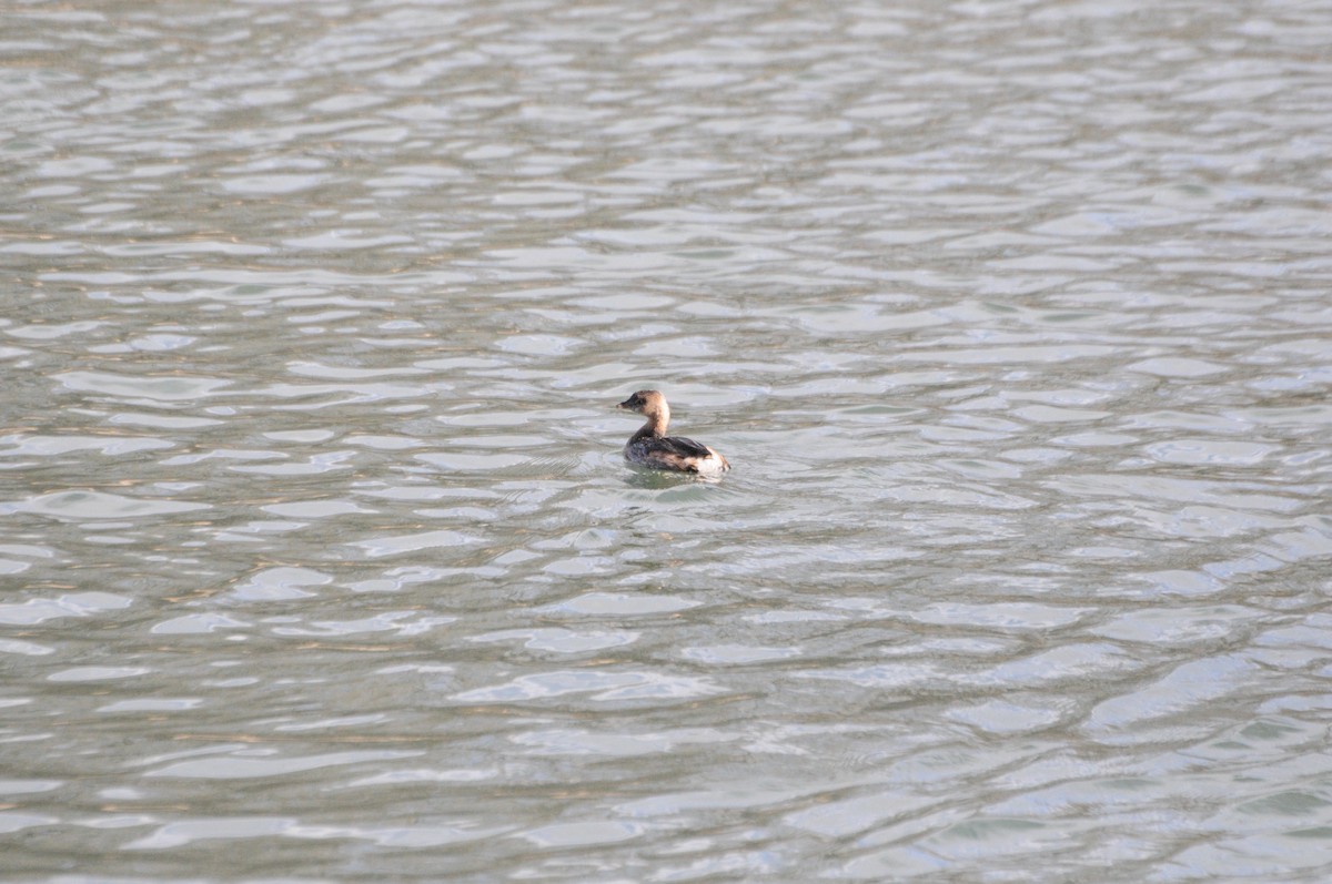 Pied-billed Grebe - ML632226074