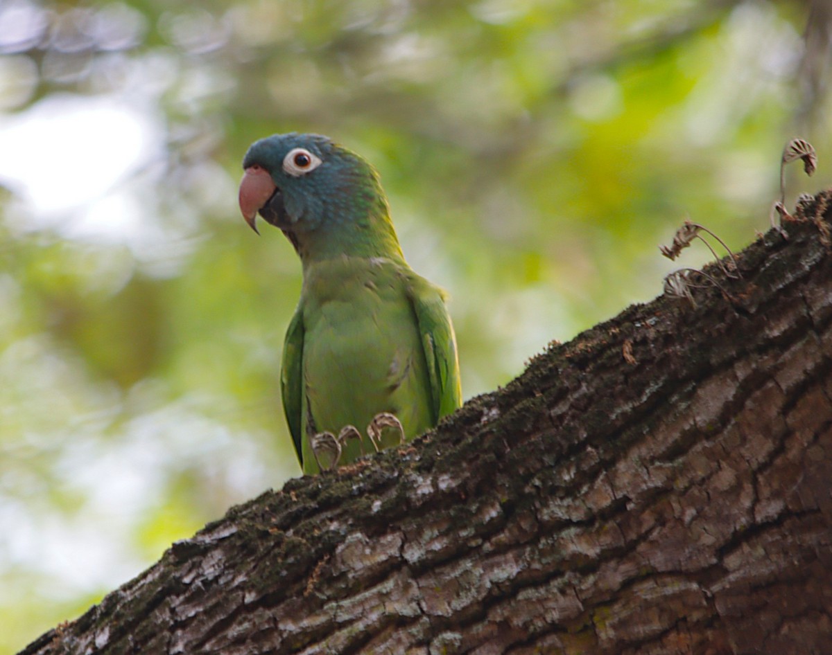 Blue-crowned Parakeet - ML632226080