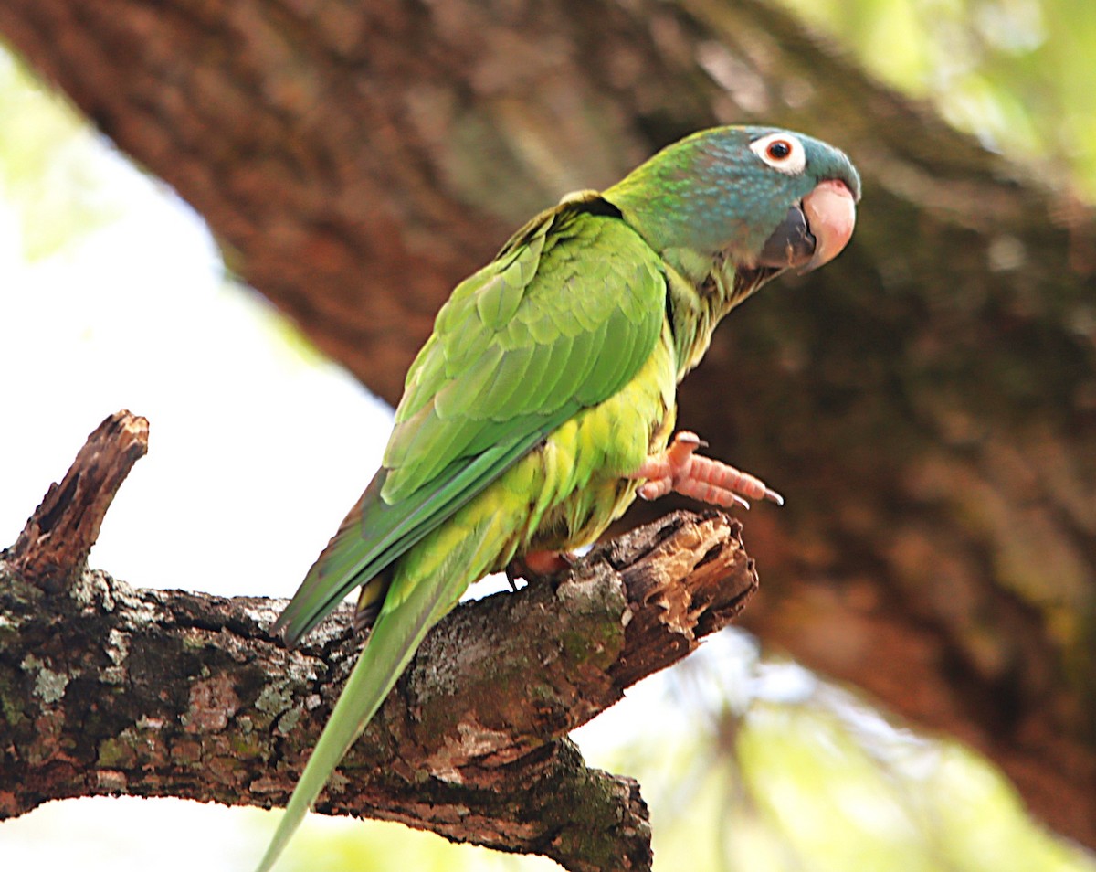 Blue-crowned Parakeet - ML632226082