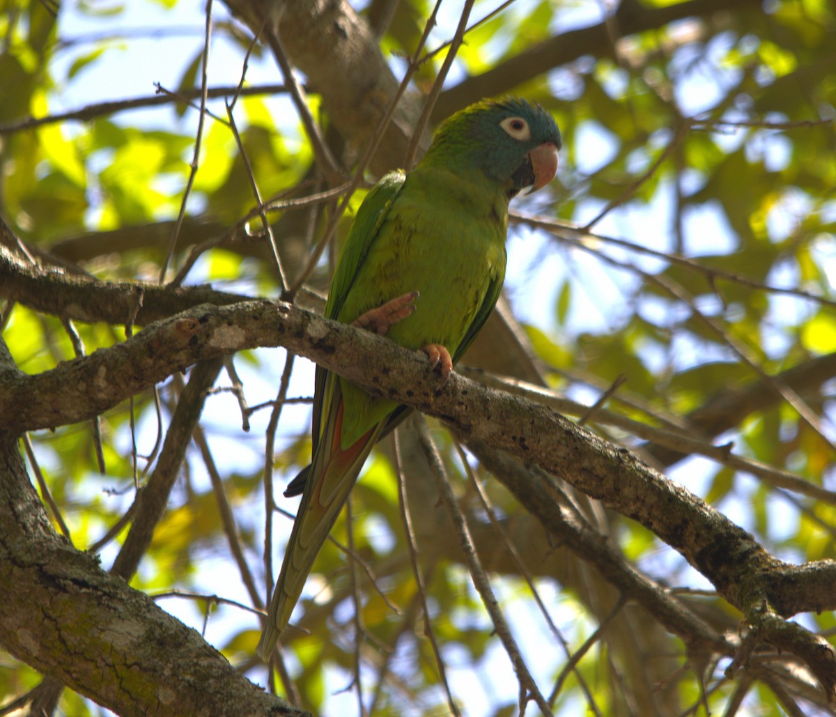 Blue-crowned Parakeet - ML632226084