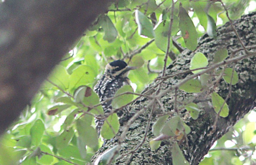 Yellow-bellied Sapsucker - ML632226136