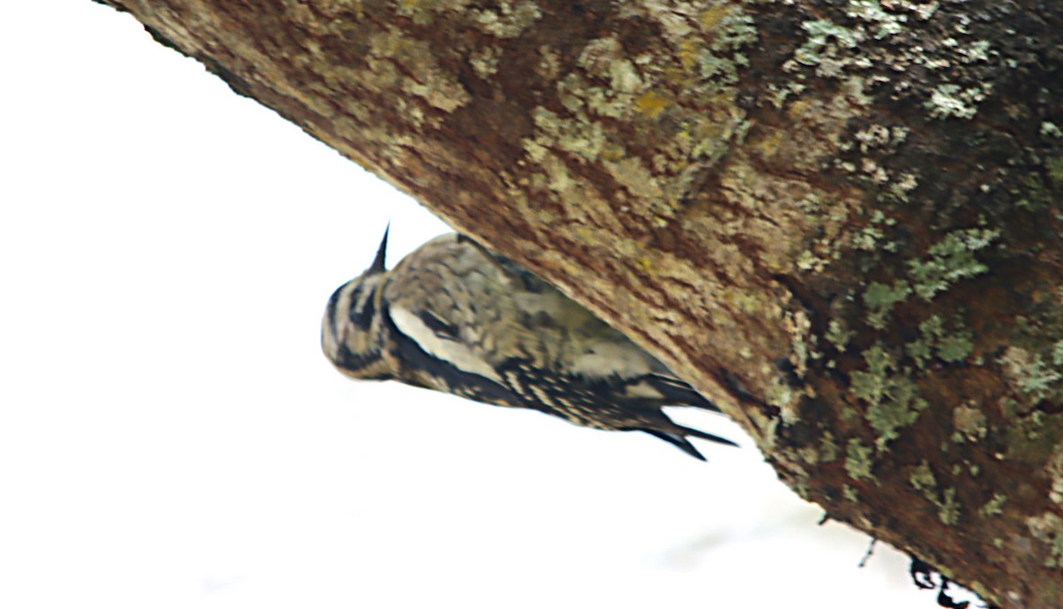 Yellow-bellied Sapsucker - ML632226137