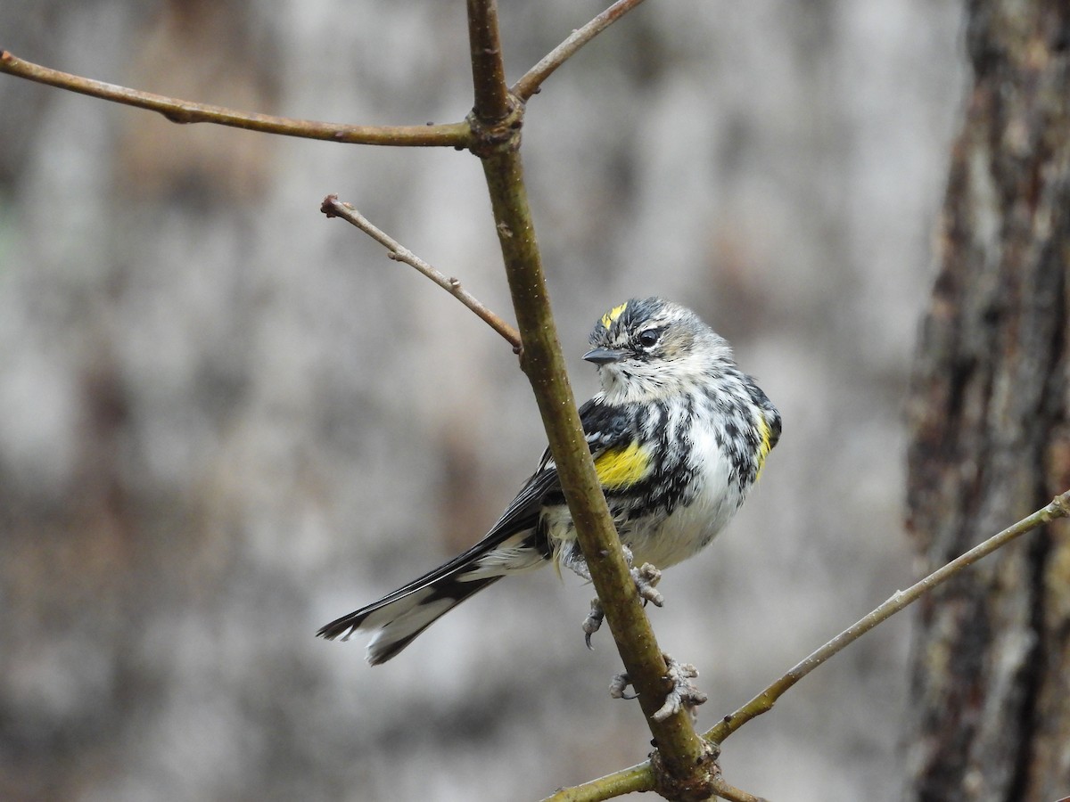 Yellow-rumped Warbler - ML632226157