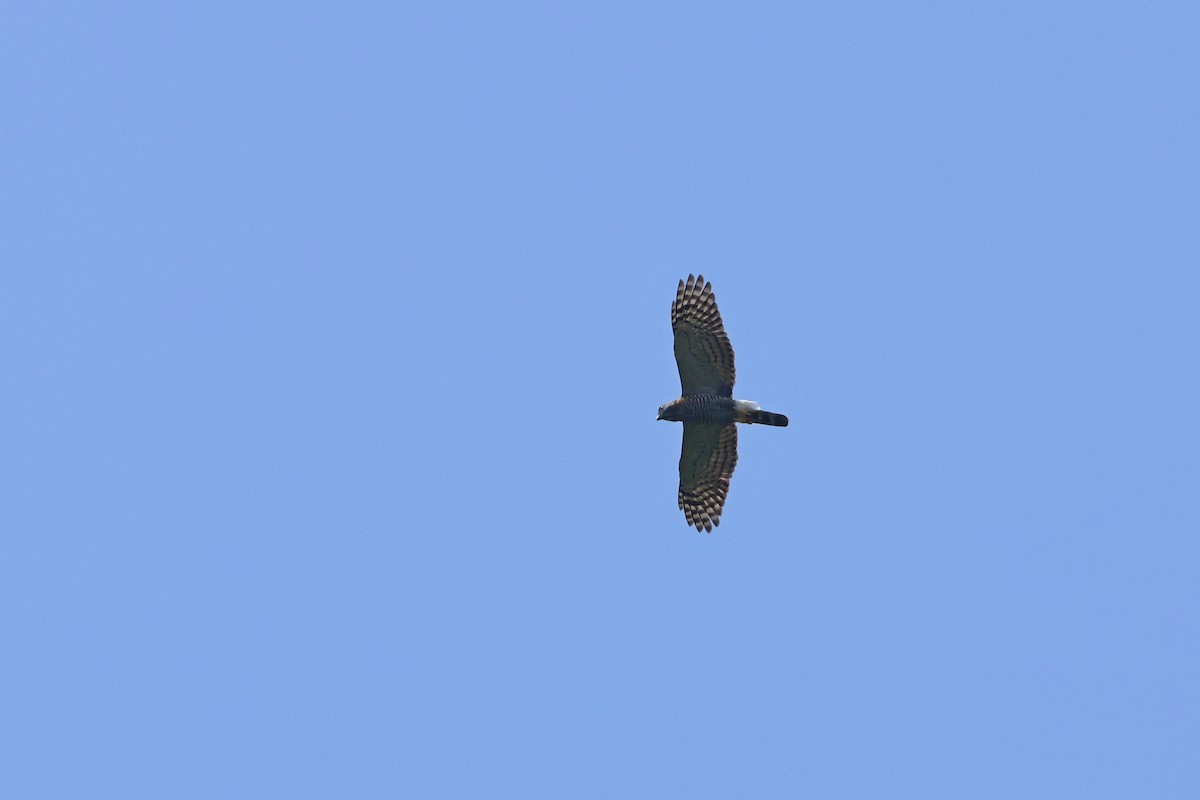tannglente - ML632226219