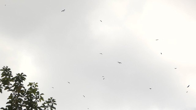 Magnificent Frigatebird - ML632226356