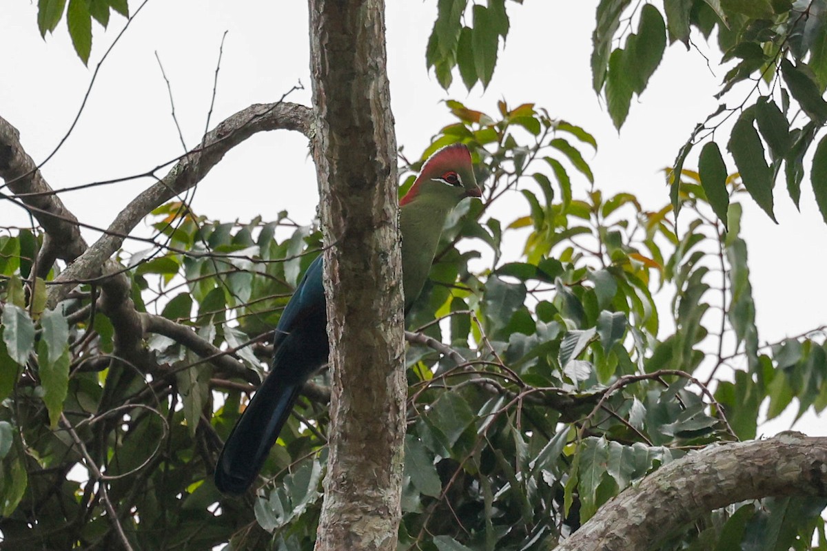 Fischer's Turaco - ML632226357