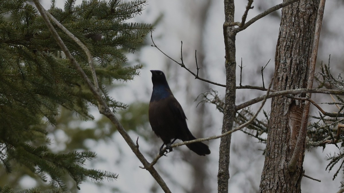 Common Grackle - ML632226380