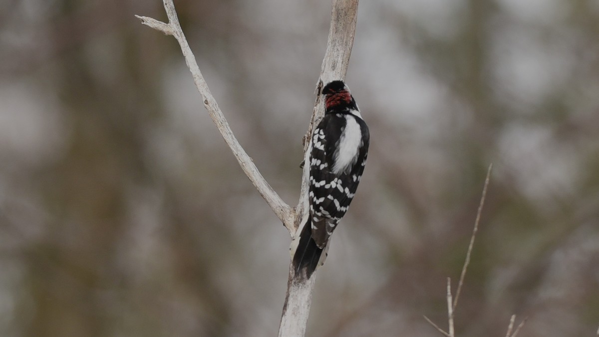 Downy Woodpecker - ML632226453