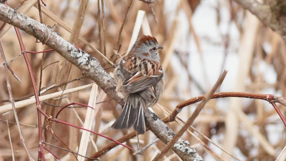 American Tree Sparrow - ML632226493
