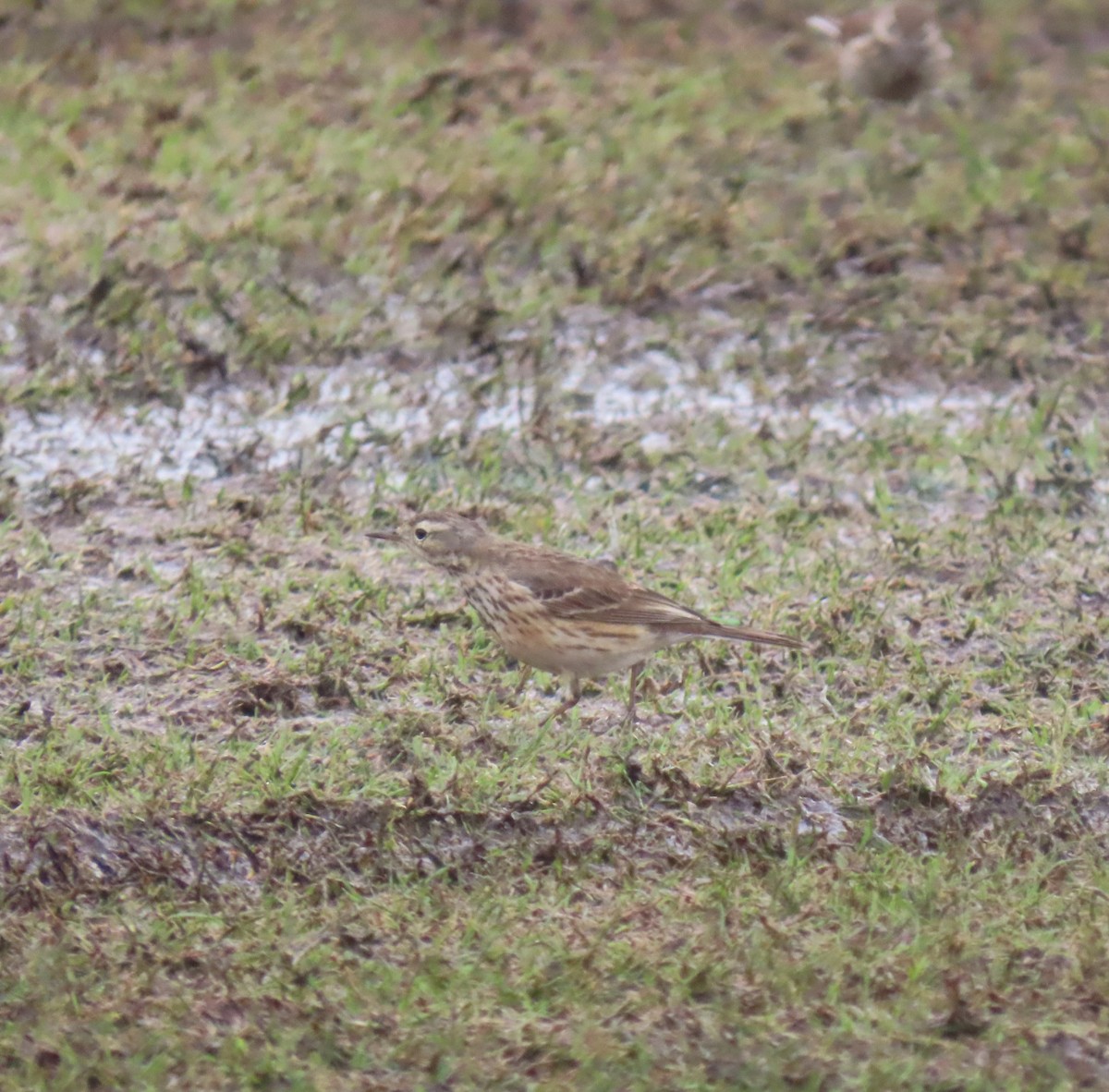 American Pipit - ML632226518