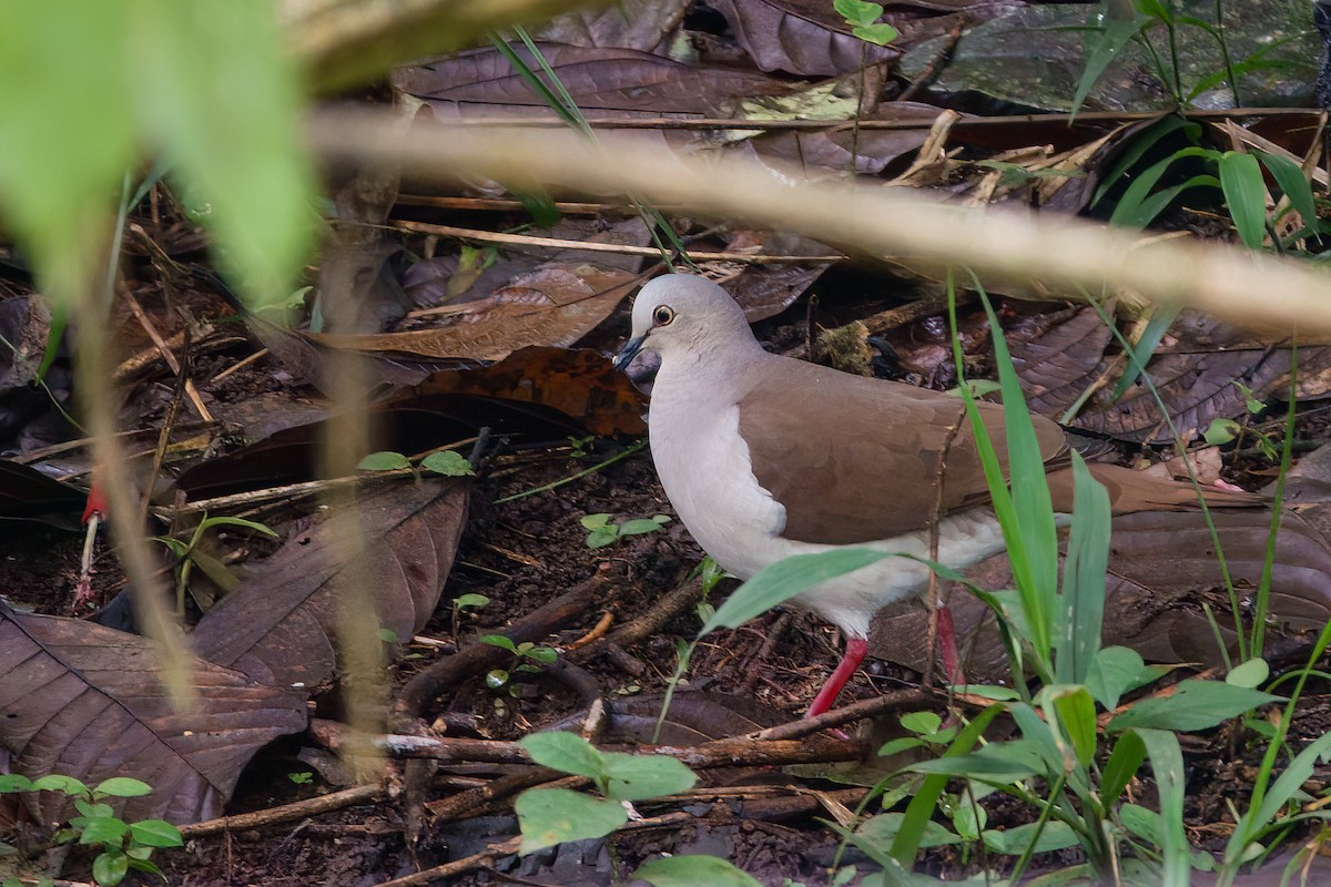 Pallid Dove - ML632226535