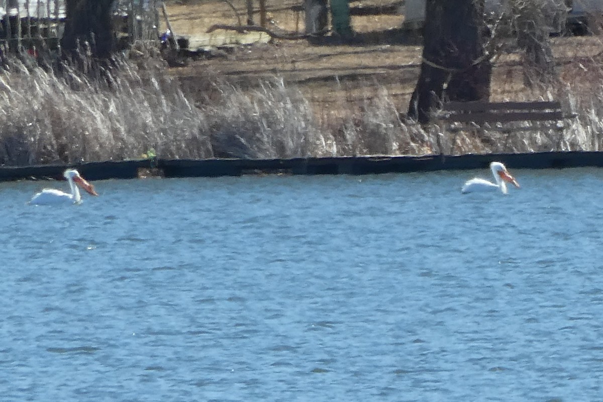 American White Pelican - ML632226829