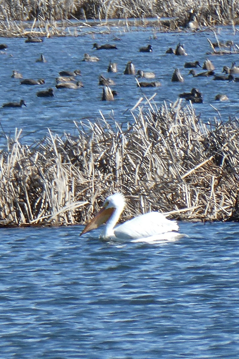 American White Pelican - ML632226845