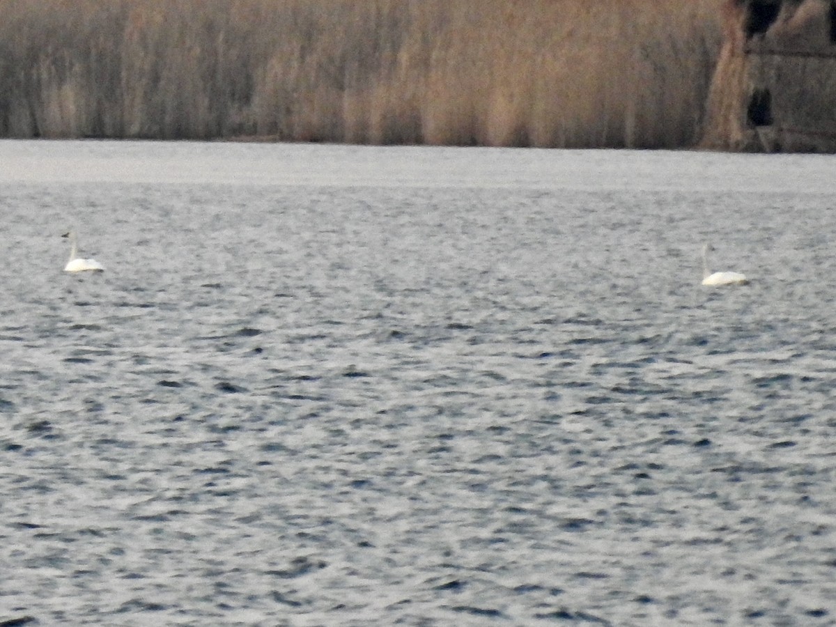 Cygne siffleur - ML632227008