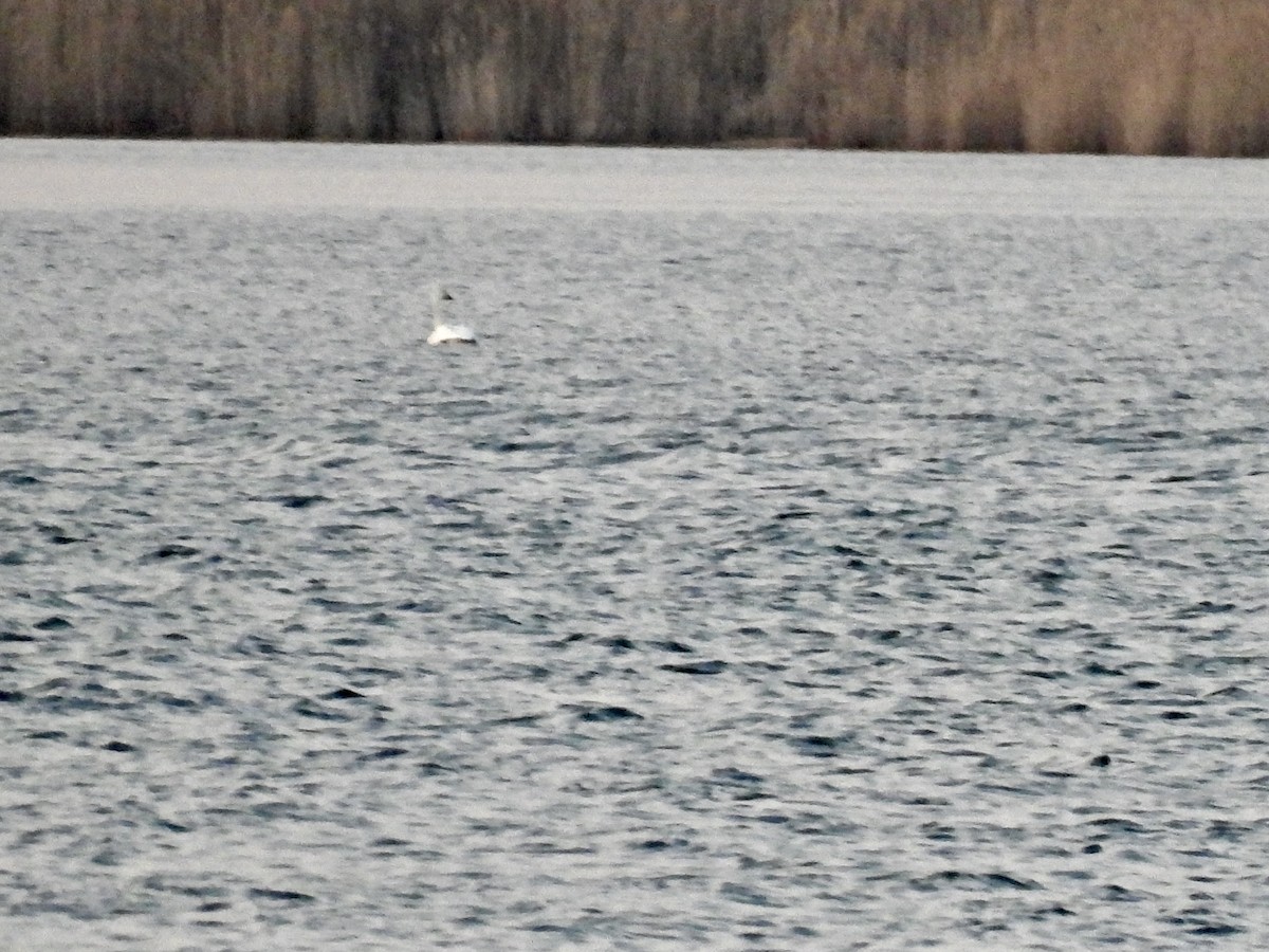 Cygne siffleur - ML632227009