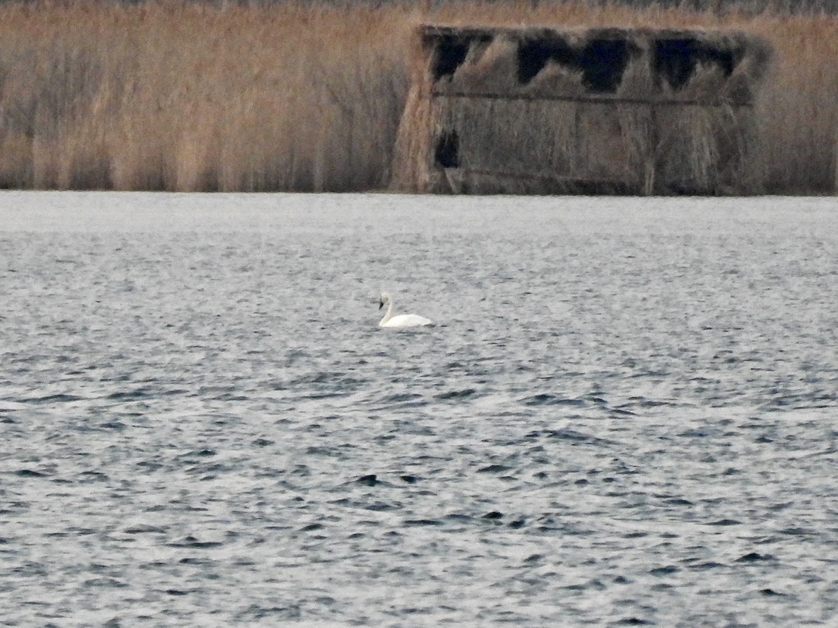 Cygne siffleur - ML632227010