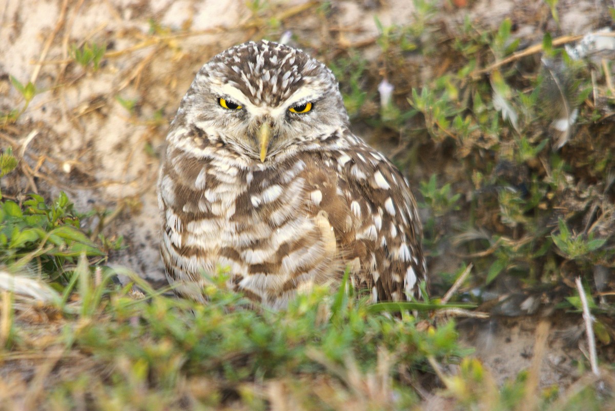 Burrowing Owl (Florida) - ML632227011