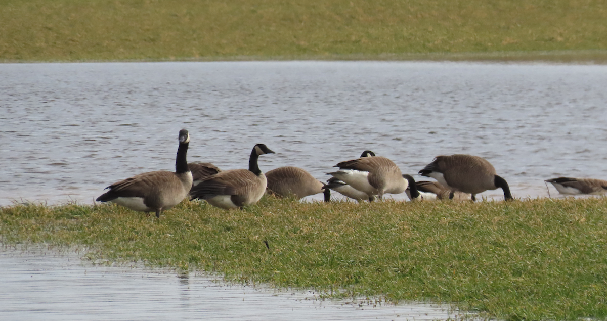 Canada Goose - ML632227152